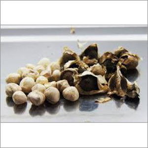Moringa Kernel Ingredients: Herbal Extract