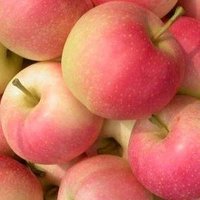 Fresh FUJI/Huaniu/Gala/Golden/ apples