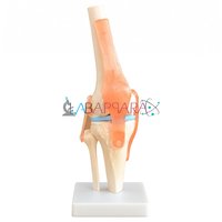 Knee Joint (model)