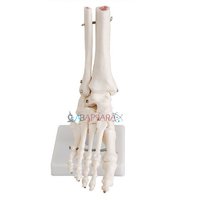 Foot Joint (model)