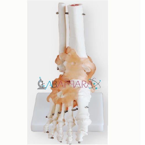 Life-Size Foot Joint with Ligaments (Model)