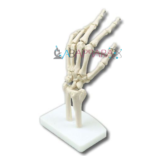 Hand Joint (Model)