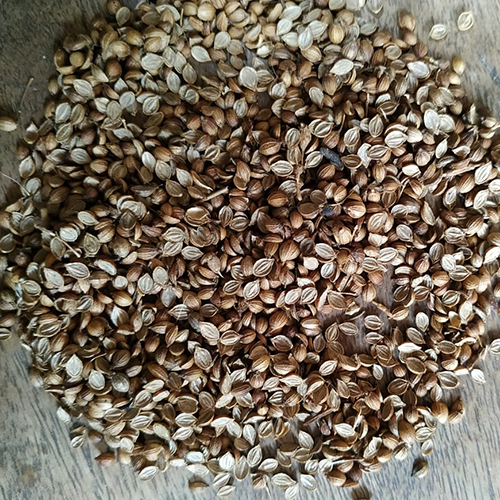 Coriander Coriander