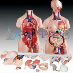 Unisex Torso 23 parts 85 cm (Model)