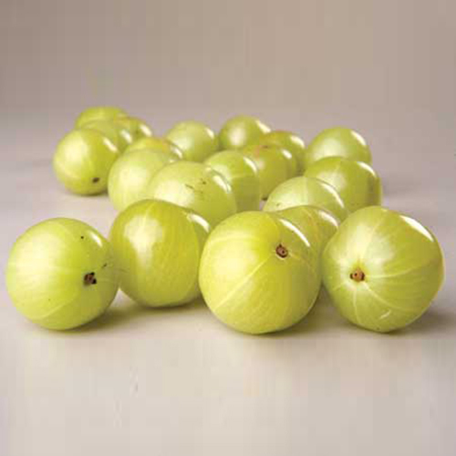 Indian Gooseberry By RJ IMPORT & EXPORT (INDIA)