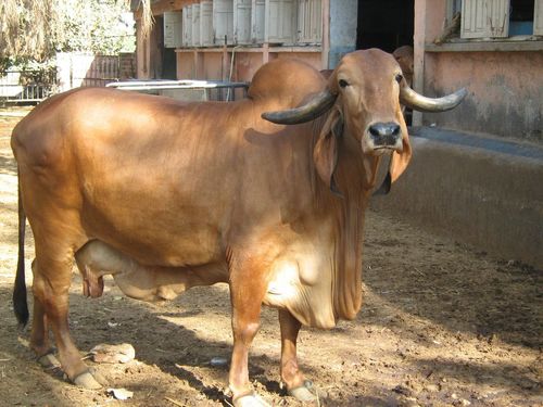 gir cow gir cow