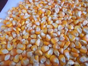 Yellow Corn Animal Feed Yellow Maize Exporter,Supplier,Trader Yellow Corn Animal Feed Yellow Maize Exporter,Supplier,Trader