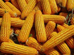Good Quality Animal Feed Yellow Corn Maize