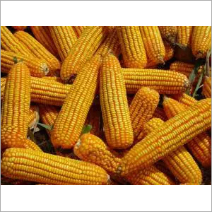 Yellow Maize & Yellow Corn for Sale Worldwide