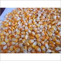Sweet Yellow and White Corn/Maize