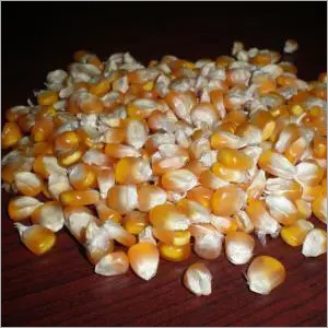 Dried Yellow Corn / Dried Yellow Maize /YELLOW