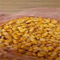 Quality Grade 1 Yellow Corn & White Corn/Maize