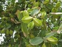 BAHERA