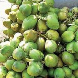 Green Fresh Raw Coconut