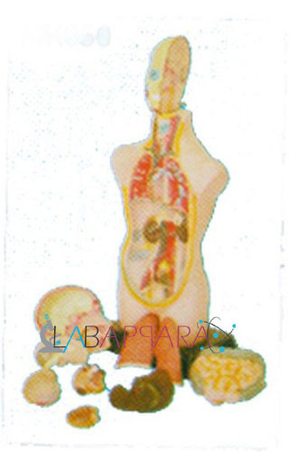 Human Torso (Model)