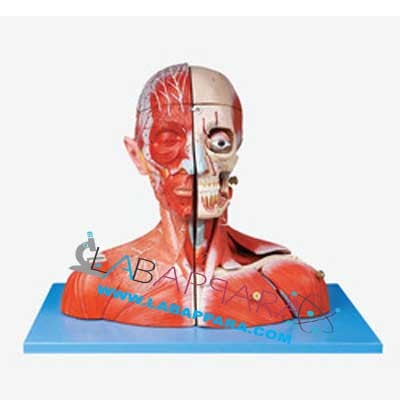 Head and Neck with Blood Vessels, Nerves and Brain (Model))
