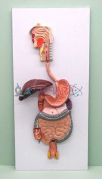 Human Digestive System (Model)
