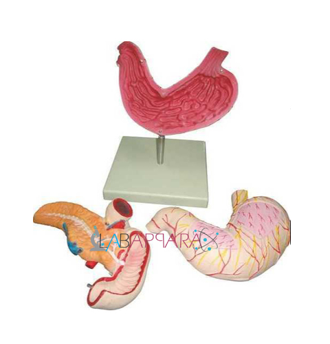 Human Stomach, Pancreas & Duodenum