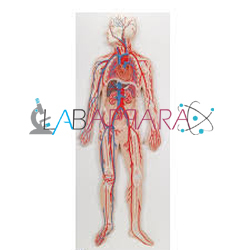 Human Circulatory System (Model)