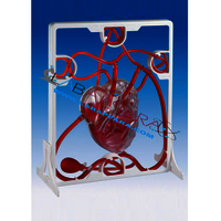 Pumping Heart (model)