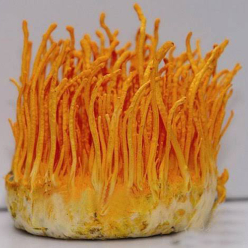Herbal Product Cordyceps Militaris