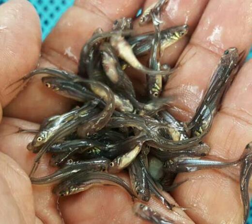 Nona Tangra Fish Seed