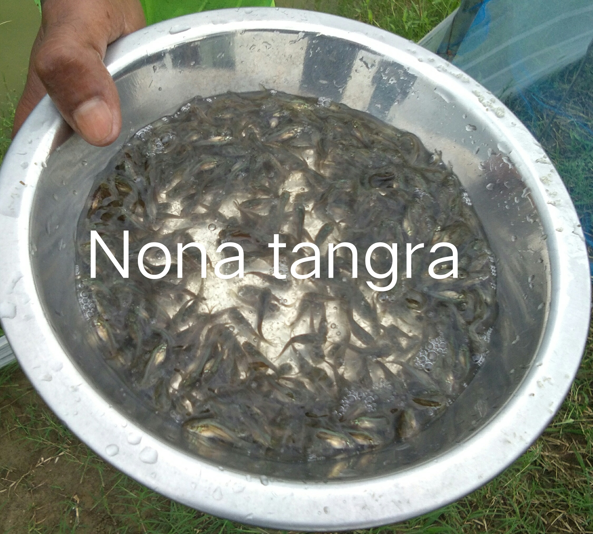 Nona Tangra Fish Seed
