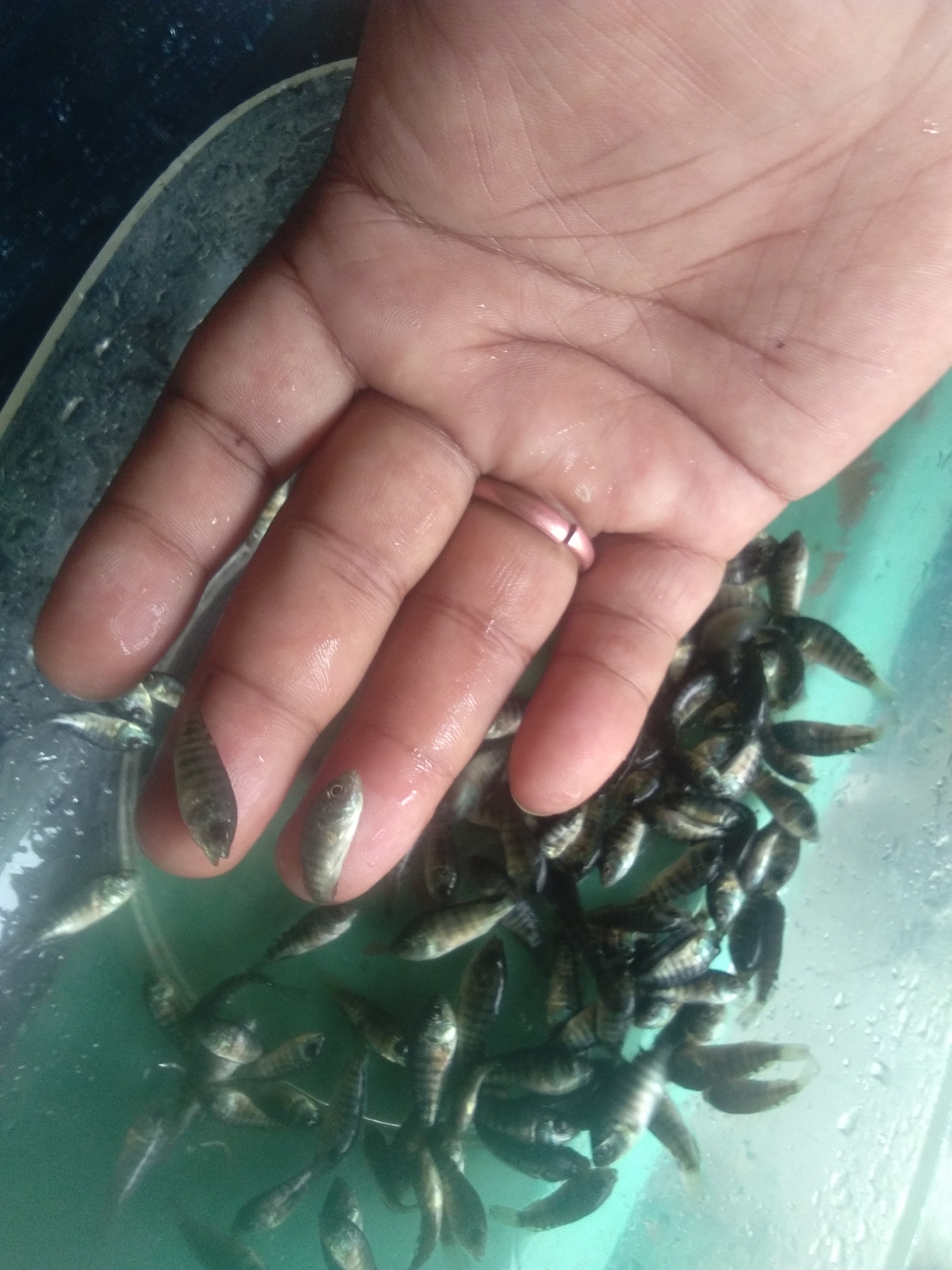 Monosex Tilapia Fish Seed