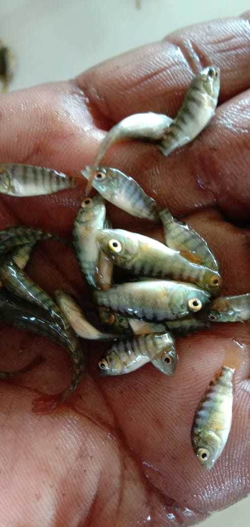 Monosex Tilapia Fish Seed