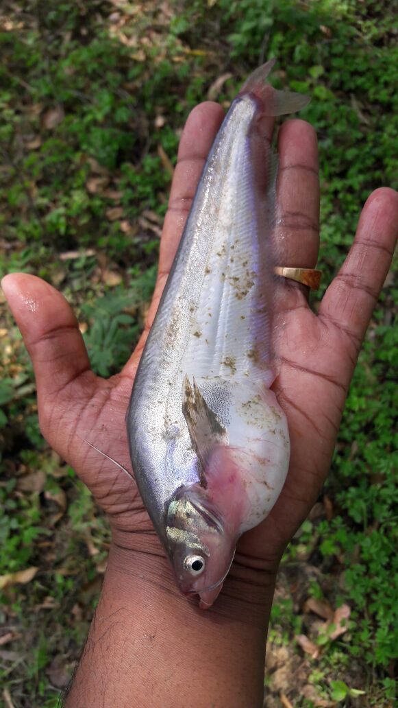 Pabda Fish Seed