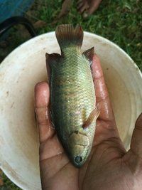 Vietnam Koi Fish Seed