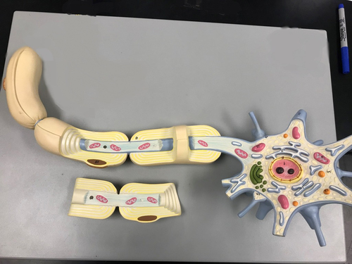 Neuron (Model)