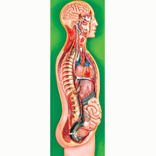 Sympathetic Nervous System (Model)