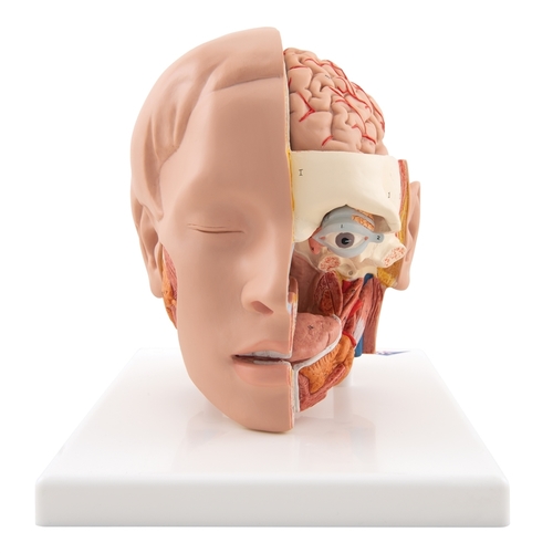 Head, Brain and Eye (Model)