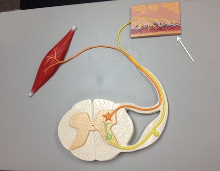 Reflex Arc (Model)