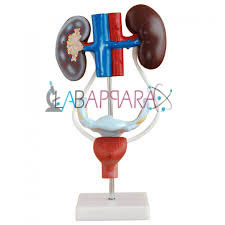 Female Urogenital System (Model)