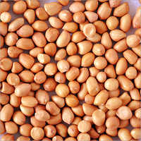 Organic Indian Ground Nut