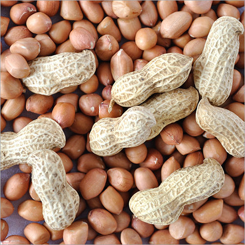 Organic Fresh Peanut