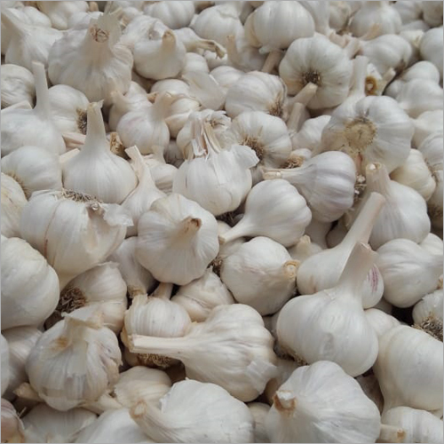 Organic Garlic Bulbs