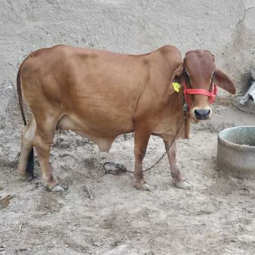Pure Sahiwal cow