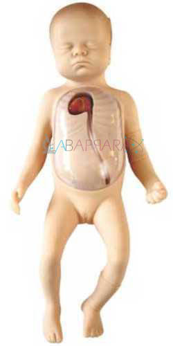 Advanced Neonatal Peripheral and central Vein Intubation Simulator