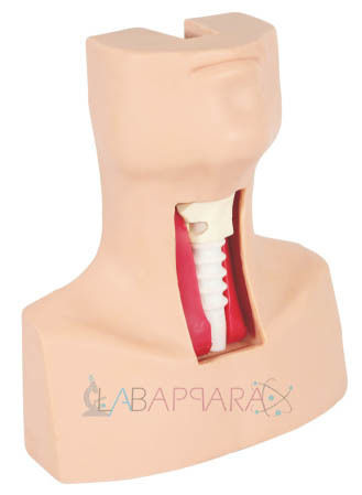Tracheotomy & Endotracheal Intubation Model