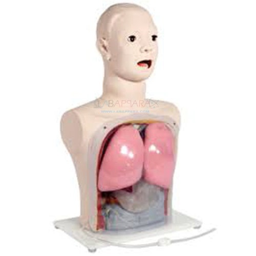 Nasal Feeding and Gastric Lavage Simulator