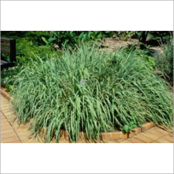 Lemon Grass
