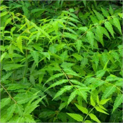 Neem Leaves