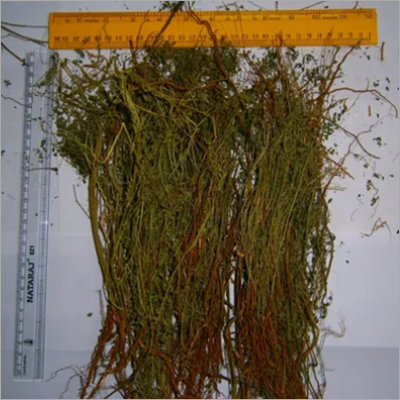 Phyllanthus Niruri