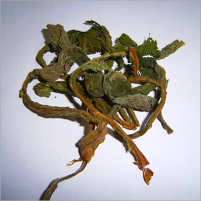 Herbal Product Digitalis Purpurea Leaves