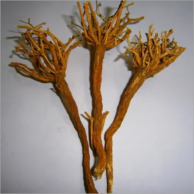 Senega Root