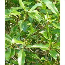 Herbal Product Clove Leaves