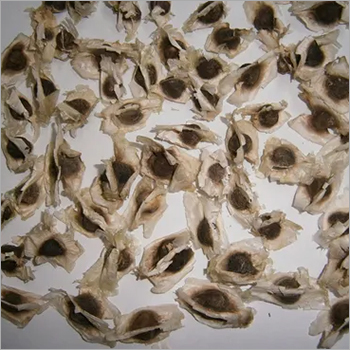 Herbal Product Moringa Seeds